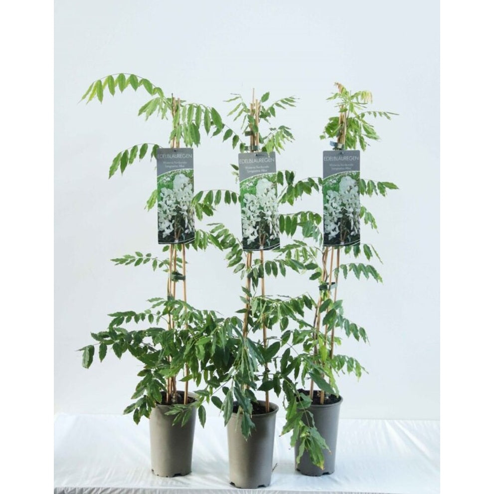 Blåregn – Wisteria floribunda 'Longissima Alba' - C2 60-80 CM Stick